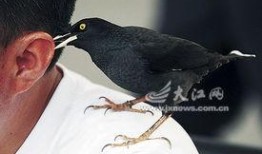 八哥最新爆料新闻直播,最新爆料新闻直播精彩瞬间