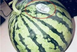 泰国网红吃瓜,趣味横生引网友热议