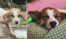 布丁狗新皮肤爆料视频