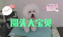 布丁狗新皮肤爆料视频