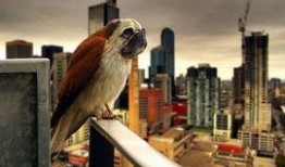 八哥最新爆料新闻直播,最新爆料新闻直播精彩瞬间