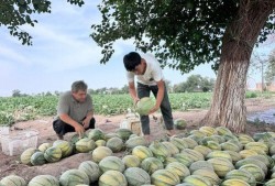 新疆吃瓜最新爆料视频,揭秘幕后真相，带你走进神秘瓜田