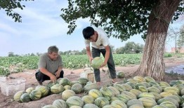 新疆吃瓜最新爆料视频,揭秘幕后真相，带你走进神秘瓜田