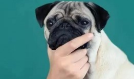 巴哥所有爆料宣传图片视频,海量宣传图片视频大揭秘