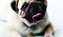 巴哥所有爆料宣传图片视频,海量宣传图片视频大揭秘