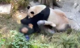 吖吖熊猫最新爆料,揭秘娱乐圈最新动态