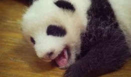 吖吖熊猫最新爆料,揭秘娱乐圈最新动态