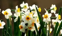 水仙花爆料视频大全最新,揭秘娱乐圈幕后真相